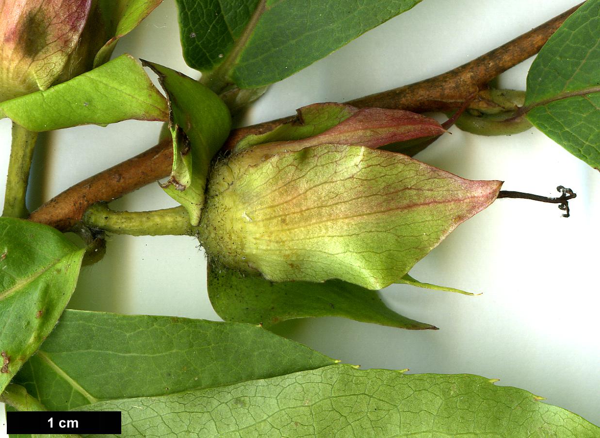 High resolution image: Family: Theaceae - Genus: Stewartia - Taxon: sinensis - SpeciesSub: var. acutisepala